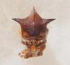 Nassunia sp.